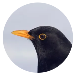 Head of a blackbird
